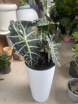 Alocasia planta renal
