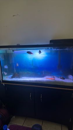 Compete Fish Tank  Set Up