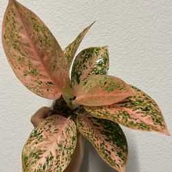 monstera albo variegated plant
