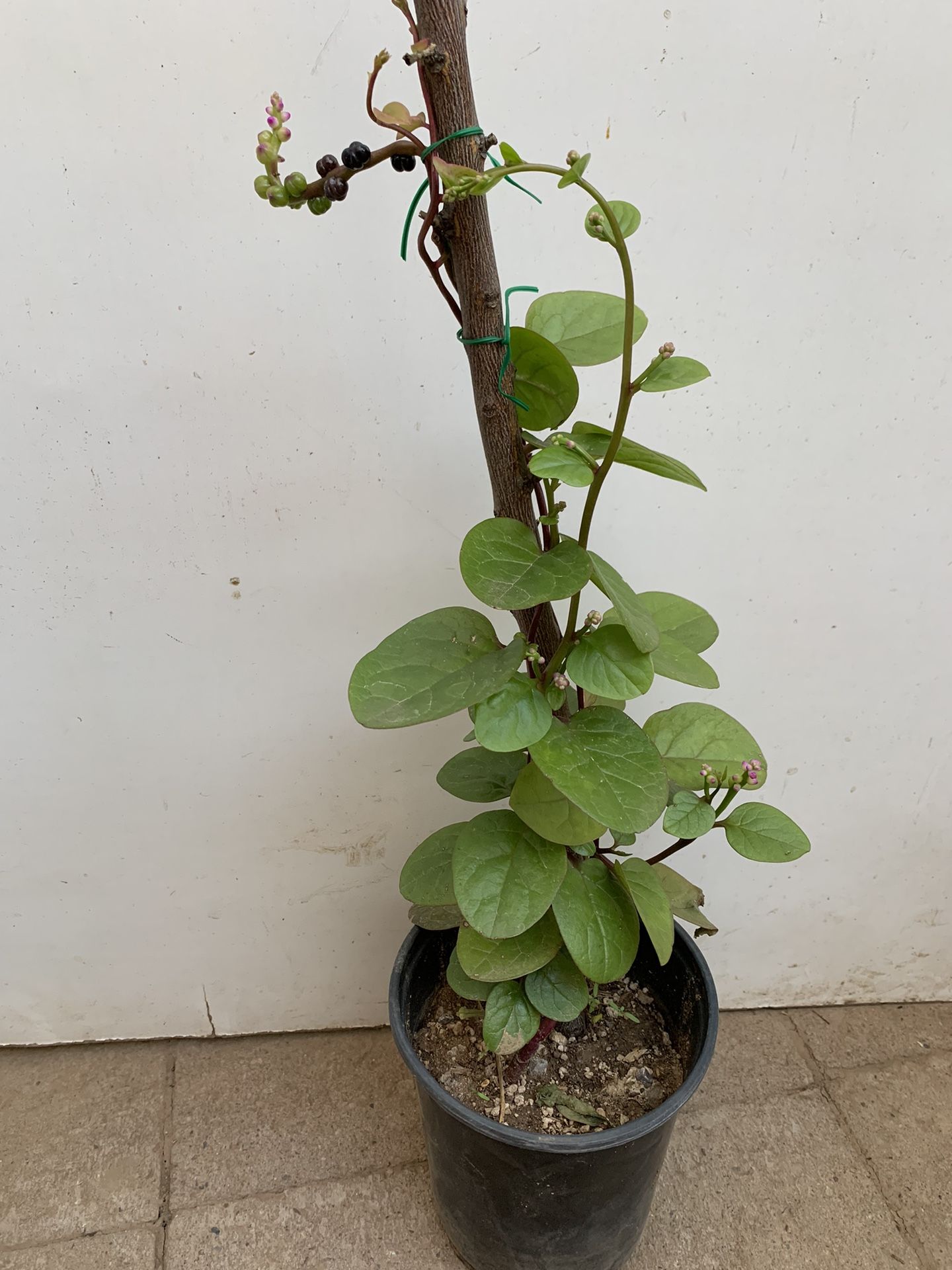 Red Steam Malabar Spinch Plant 22”tall