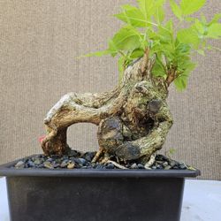 Old Tecoma Stans Yellow Bonsai Tree