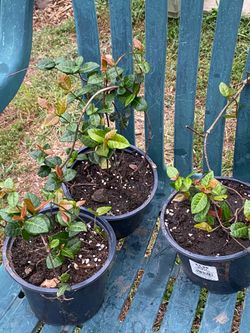 Confederate/Star  Jasmine plants