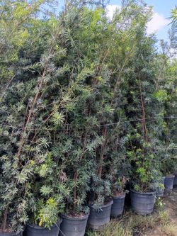 Podocarpus over 7 to 9 feet tall instant privacy hedge for fence all sizes available  minimum qty 20+
