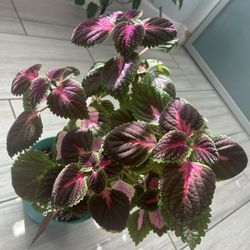 Coleus