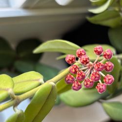 Hoya Burtoniae