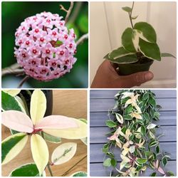 Hoya carnosa “Krimson Queen” | Rooted, Sweetly Fragrant, Flowering House Plants | Not in Bloom | $5 Discount with Local Pickup 