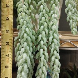 Burrows Tail  Succulent, Sedum morganianum