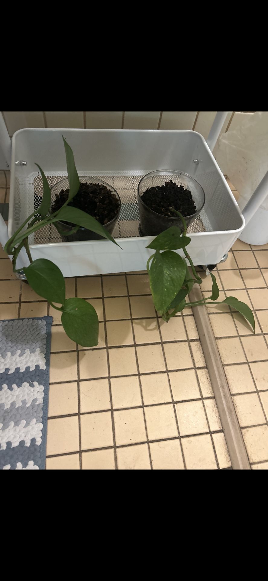 Pothos Plants With Pot