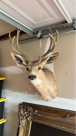 Deer Head