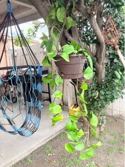 Shade plant
