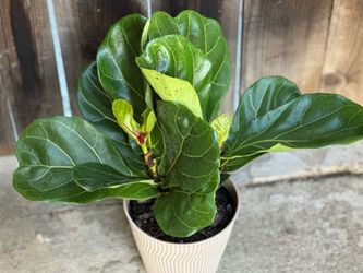 Fiddle-leaf fig (Ficus lyrata) live houseplant in decorative brown pot  Cash only