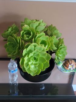 ORGANIC LARGE FLOWER AEONIUM PLANT.