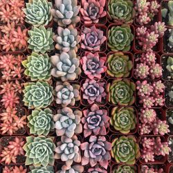 Beautiful Variety Of 2” Succulents 