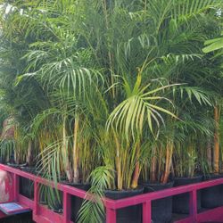 Spectacular Arecas Palms For Inmediate Privacy!!! 6 Feet Tall!! Fertilized 