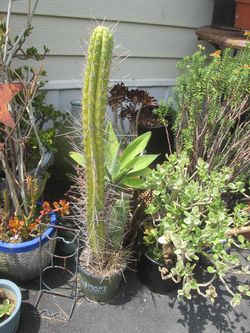 TALL CACTUS