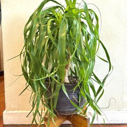 Medium Sized Live Pony Tail Palm in Patterned Blue Ceramic Pot/saucer
