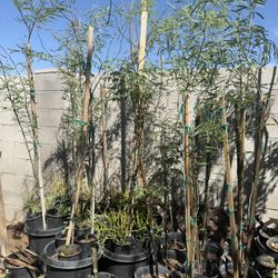 Thornless Chilean Mesquite Trees 🌳 15 And 5 Gallon Containers $100 And $50 Each Firm Price