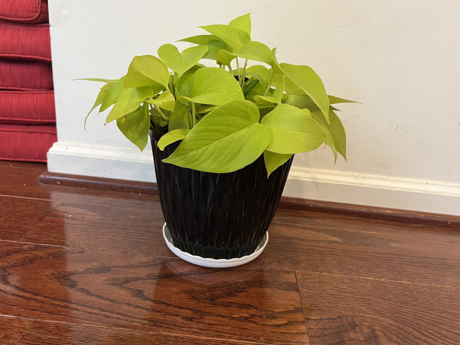 Indoor plants- Neon Pathos with plastic pot