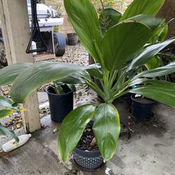 Hawaiian Lucky Tea Plant