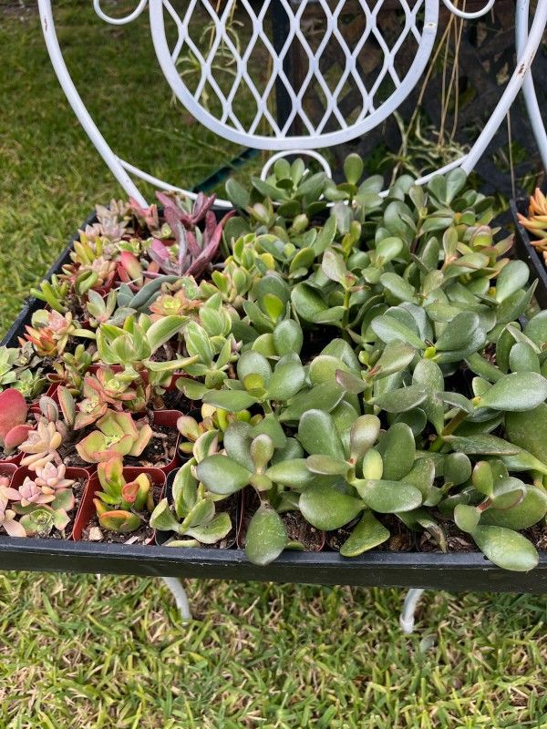 Succulent Plants  2" por  $1 each One 