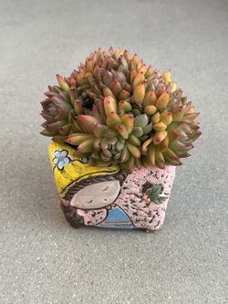 Succulents plants 🪴