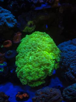 Fake coral decorations