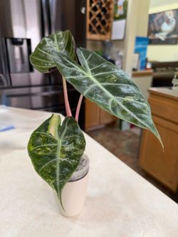 Alocasia Pink Dragon