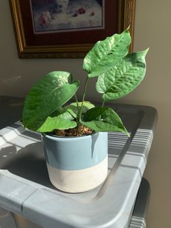 Amydrium medium blue plant 🪴