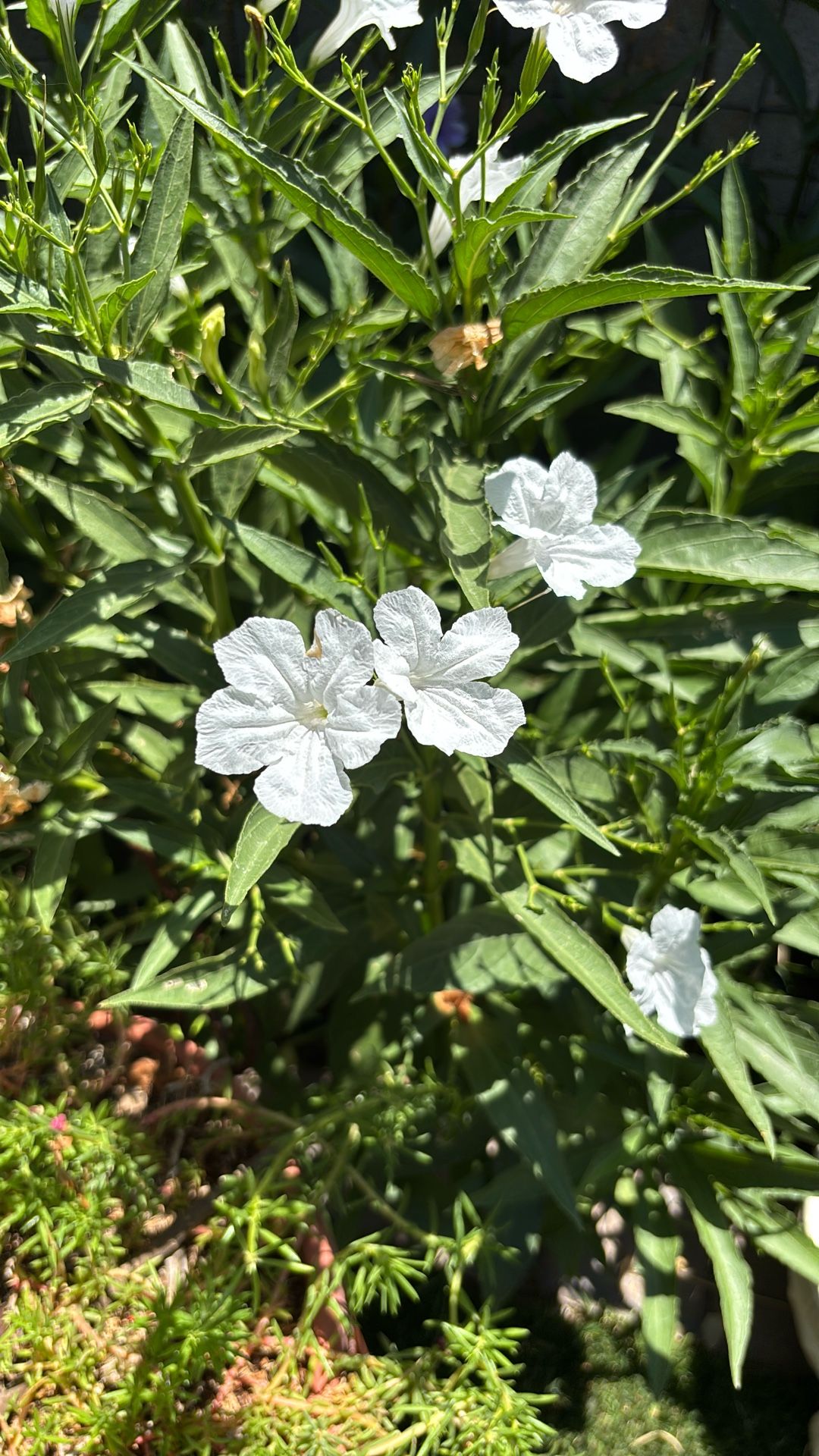 Roelia Plant