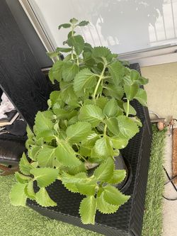 Gorgeous Cuban Oregano Plant For Sale In A 4 Gallon Size Pot $45