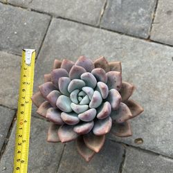 Succulents