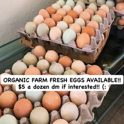 ORGANIC EGGS