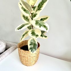 variegated ficus plant 30$price is Firm!