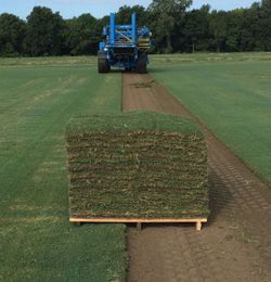 Sod For Sale