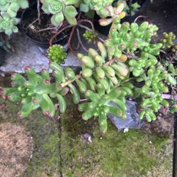 Plant