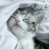 dream