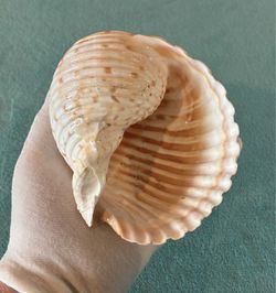 Large Seashell Tonnidae Species — Approx 126mm