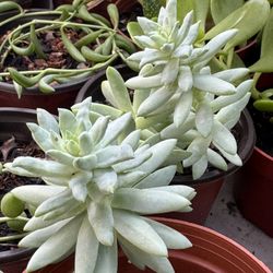 Succulent’s Plants 4”pot