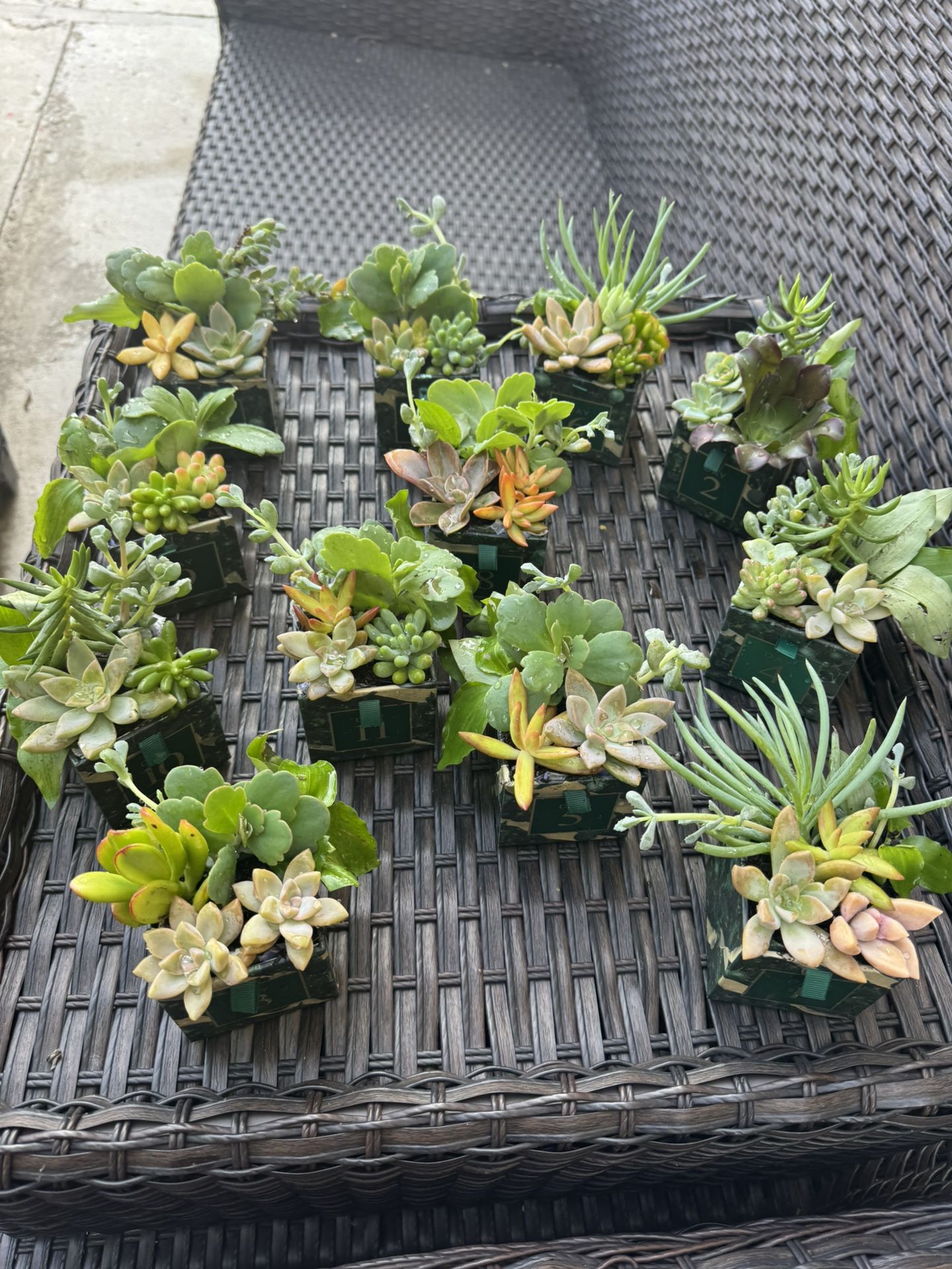 Beautiful Little Succulents, Each Pot $2