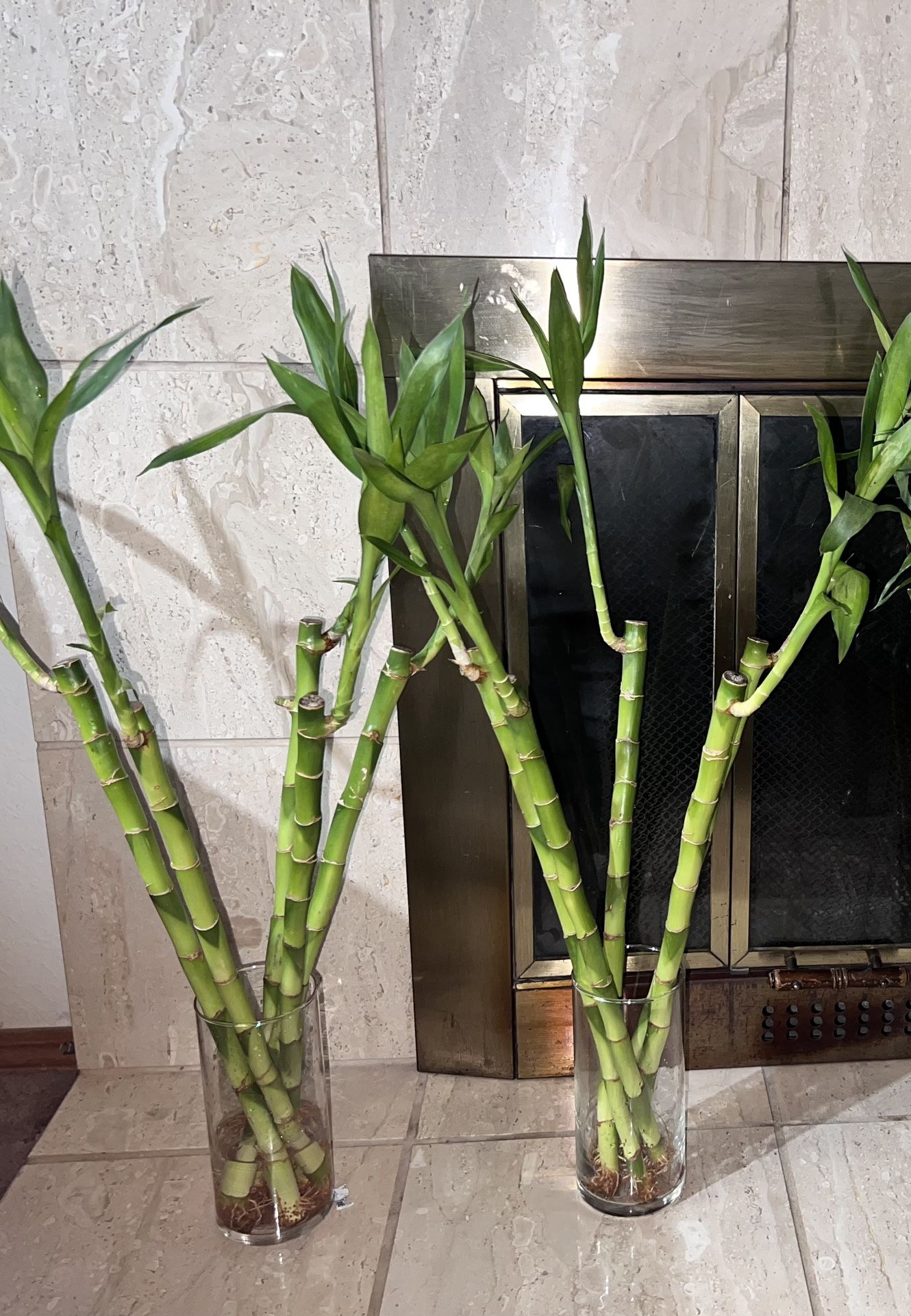 18in Lucky Bamboo Plant ($5 Per Stem)