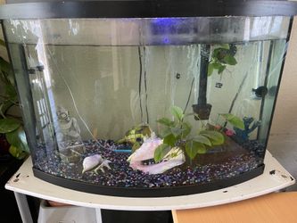 60 gallon fish tank and stand  w/pleco , balloon molly & Danios