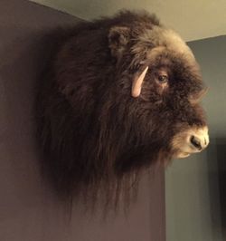 Muskox Taxidermy Head Mount