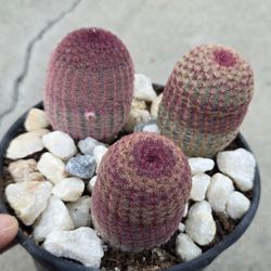 Cactus Trio