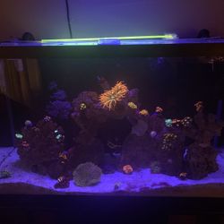 Rainbow Bubble Tip Anemones for Sale