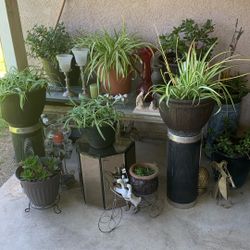 Plants For Sell starting at $10 & Up
