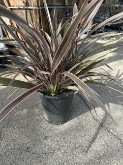 Pink New Zealand Flax Plant