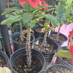 Corona De Cristo/ Crown Of Christ 