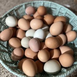 Free Range Eggs
