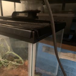 Reptile Tank With Australian Whites 🌴🐸