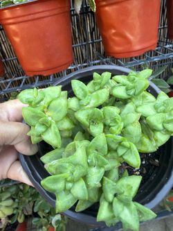 Crassula 'Springtime' Succulent